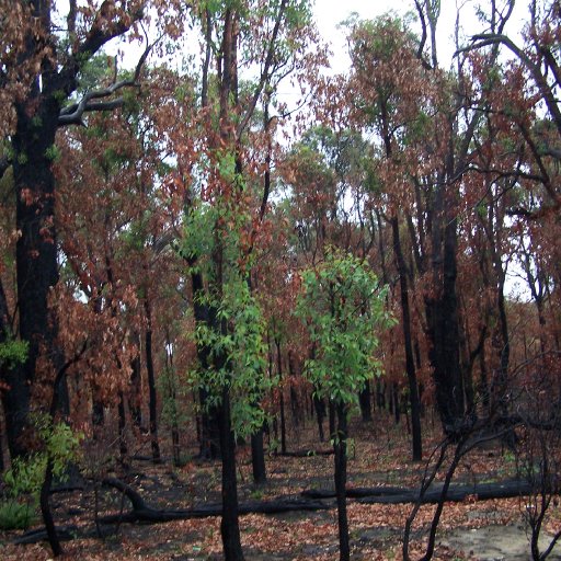 The Aussie bush after a bush fire...