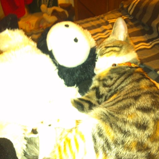 DAW, Raja snuggling with moo cow