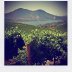 Vineyard in Napa Valley/Lake Berryessa