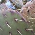 pretty cacti