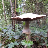 mushroom twirl