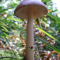 mushroom and moss