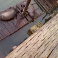 Sea Lion's, The one on the left was attacked by a shark, its scared up