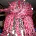 dreads 021