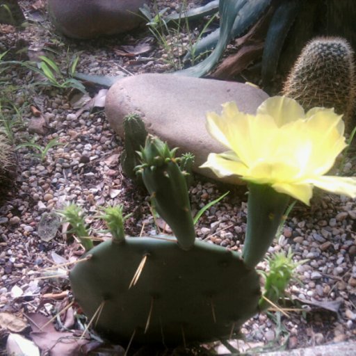 my cactus flowering