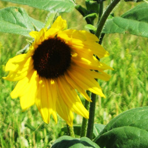 Lovely sunflower