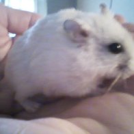 Dinky... my dwarf hamster :)