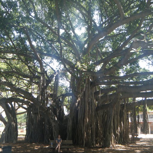 Awesome Tree in Hawaii