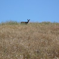Deer Spotted