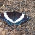 White Admiral Butterfly