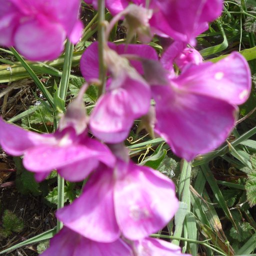 Unidentified Flower in Fort Bragg Ca. Aug2011