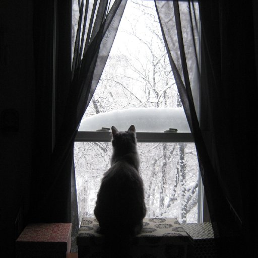 Selkies watching the snow