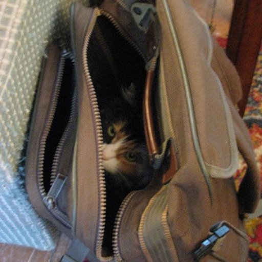 Missy in Bag