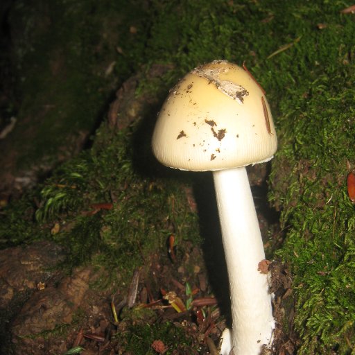 Miniature mushroom world