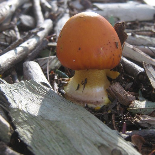 Cute little button mushroom : )