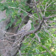 Mourning Dove nesting outside of my house