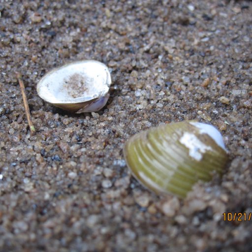 Fresh water clam shells!! :D