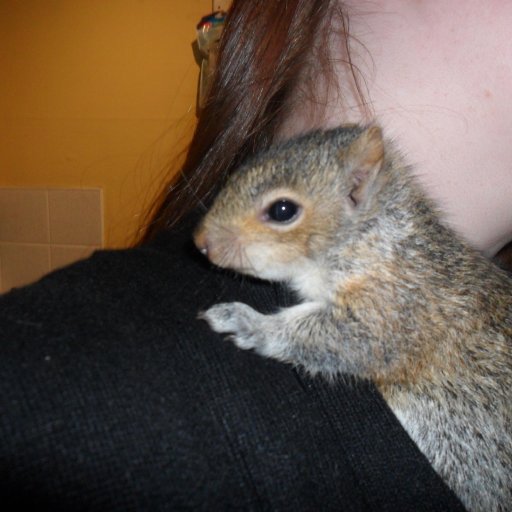 Sky. Baby squirrel i saved.