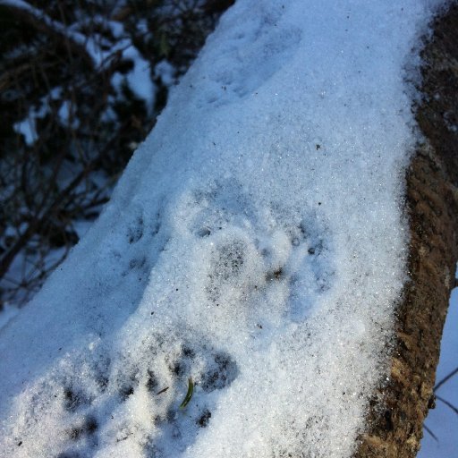 squirrel tracks !