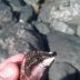 sea snail