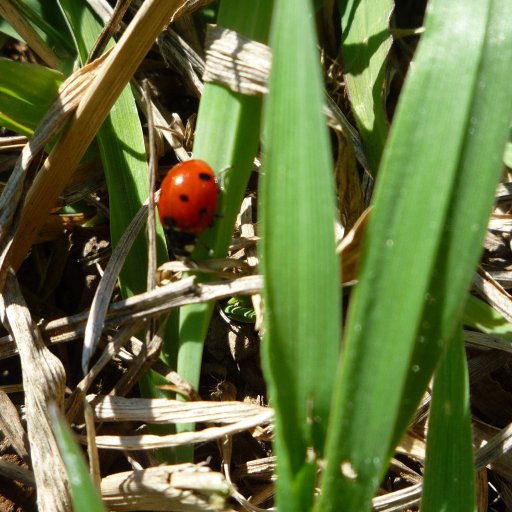 Ladybug In my garden