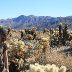 cholla cactus garden