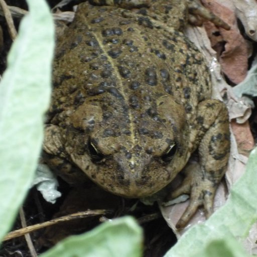 Came Across A Toad Whilst Gardening Today