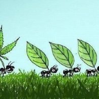 smart ant
