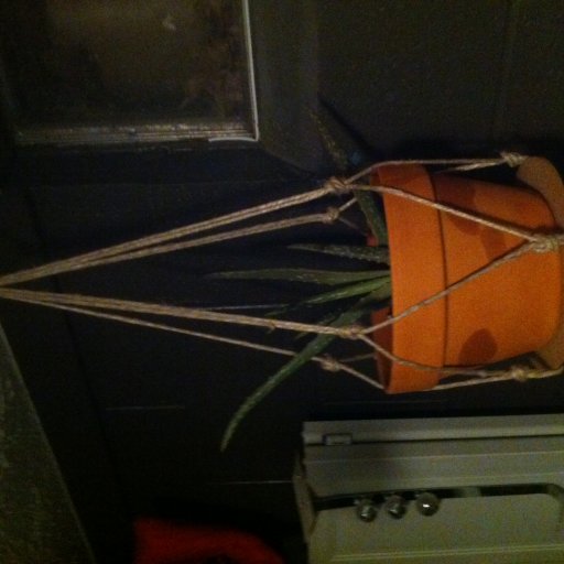 Let's hope aloe by basement window is enough to flourish because I can't move!