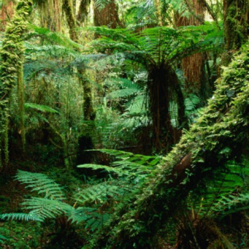oliver-strewe-trees-and-ferns-in-beech-forest-oparara-new-zealand