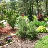 pop's herb & maple garden