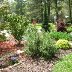 pop's herb & maple garden