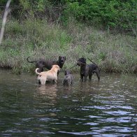 Our 4 doggies - in our dam after lots of rain