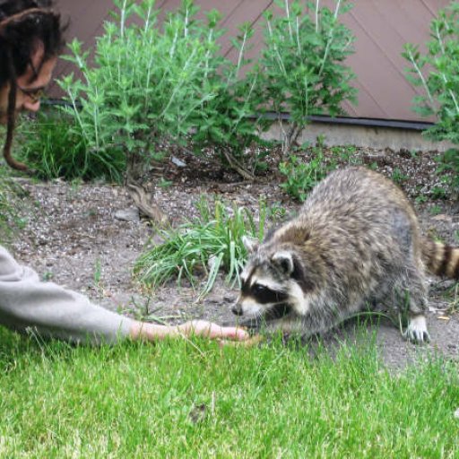 Feeding a racoon