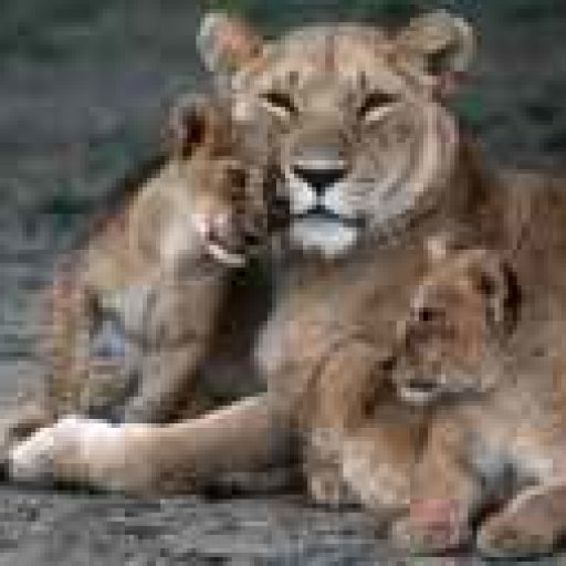 Cubs_cuddle_Lioness