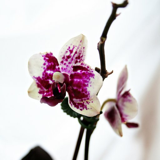 orchidedited
