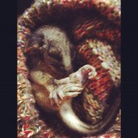 My baby possum! I've had to adopt him and hand raise him. Elfie :)