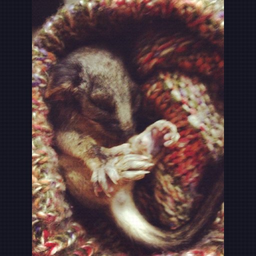 My baby possum! I've had to adopt him and hand raise him. Elfie :)