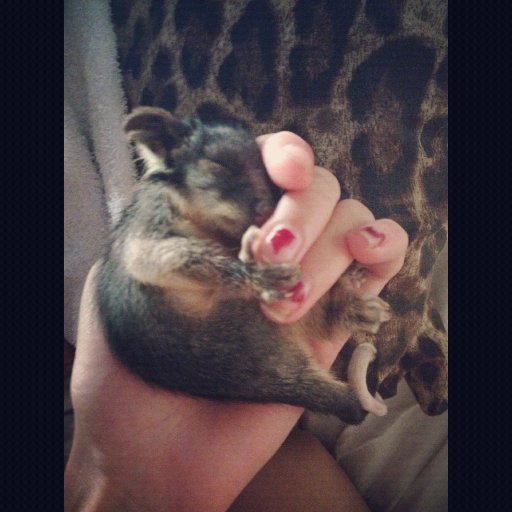 Elfie cuddles into my hand :)