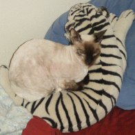 Meezer cuddling with fellow feline