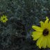 yellow wildflower