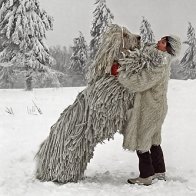 Dreadlock are naturally forming on the komondor dogs