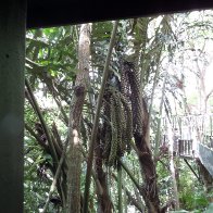The Marley Tree (Borneo)