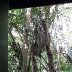 The Marley Tree (Borneo)