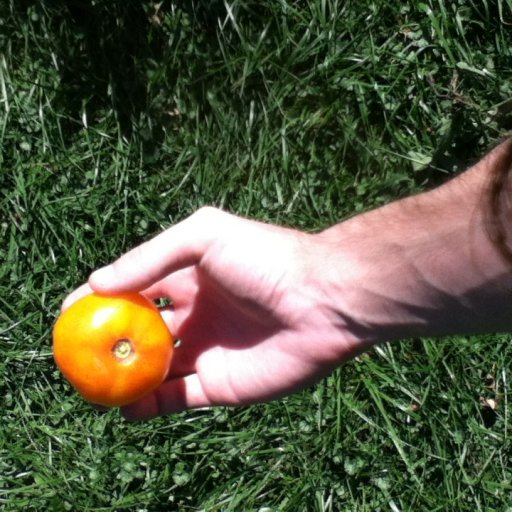 Bi-colored heirloom tomato