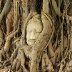 buddha roots