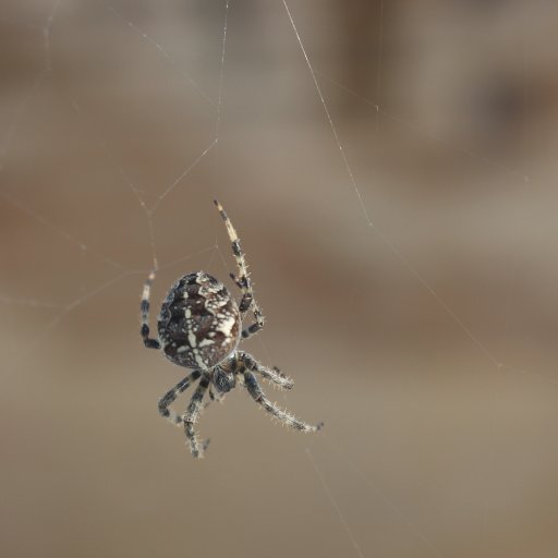 Spider outside my window remaking its web after the wind ruined it.