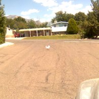 WHY...did the chicken cross the road?