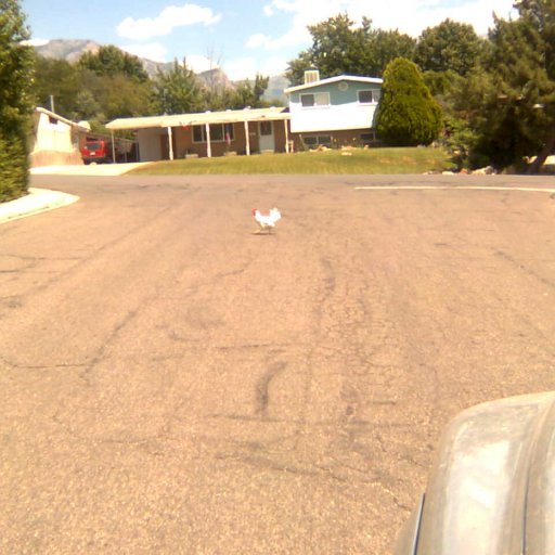 WHY...did the chicken cross the road?