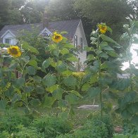 some of our Sunflowers